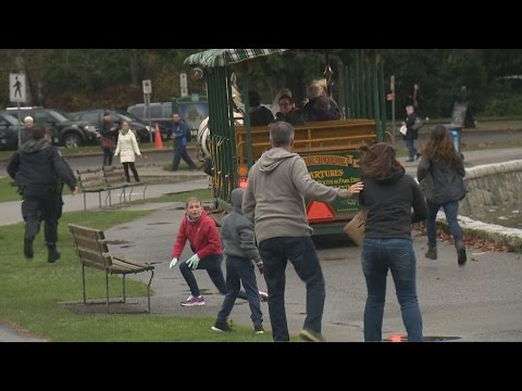 Stanley Park horses spooked by car horn take tourists on wild ride